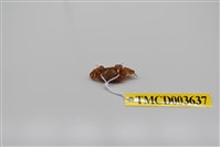 藏品(雙扇股窗蟹)的圖片